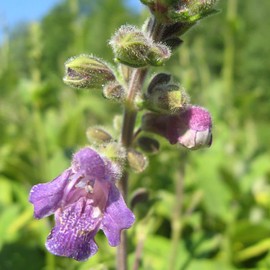Danshen Red Sage Seeds (Salvia miltiorrhiza) Packet of 10 Seeds