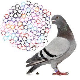 Happyyami 100pcs Multicolor Birds Foot Bands Chicken Pigeon Legs Ring Plastic Poultry Bands Clip for Pet Tag Clip Chicken Ankle Bands Leg Bands Racing Pigeon