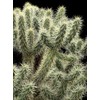 1 UNROOT Cutting 3-5 INCHES Cylindropuntia fulgida VAR. fulgida 'Jumping