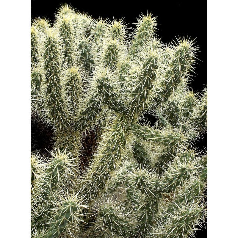 1 UNROOT Cutting 3-5 INCHES Cylindropuntia fulgida VAR. fulgida 'Jumping