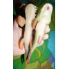Sea Creature Replicas - Rubber/PVC - AAA