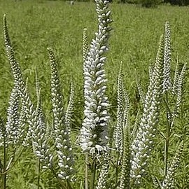 Everwilde Farms - 2000 Culver's Root Native Wildflower Seeds - Gold Vault Jumbo Seed Packet