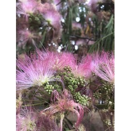 mimosa Dried Silk Mimosa Tree Fragarant Pink Flowers Tea Tincture Albizia Julibrissin