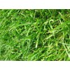 Argentine Bahia Grass Seeds - 2 Lbs.