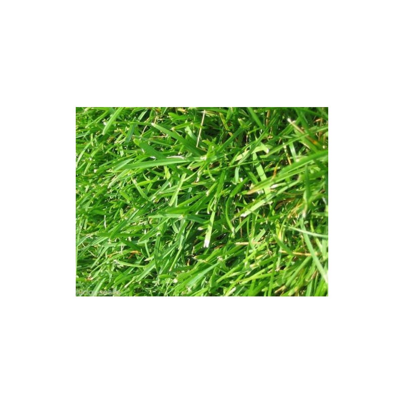 Argentine Bahia Grass Seeds - 2 Lbs.