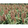 Link Sweet Sugar Drip Sorghum Seeds - 800-1000 seeds