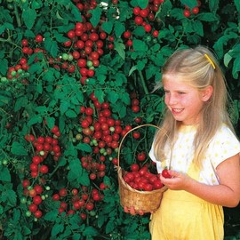 Park Seed Variety of Tomato Vegetable Seeds, Planting Seeds, Easy to Grow, Perfect for Harvesting, Sweet Million Hybrid, Pack of 1000