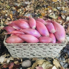 Fresh Himalayas Snow Hill Himalayan Fresh Organic Shallots Onions 1 Pound - Product of Mt. Everest Country, Nepal – Seller Ship Order Delivery Within 3-5 days All Over USA