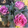 RAISE ME UP: Seeds Flowering Kale Mix Large Leaf Decorative
