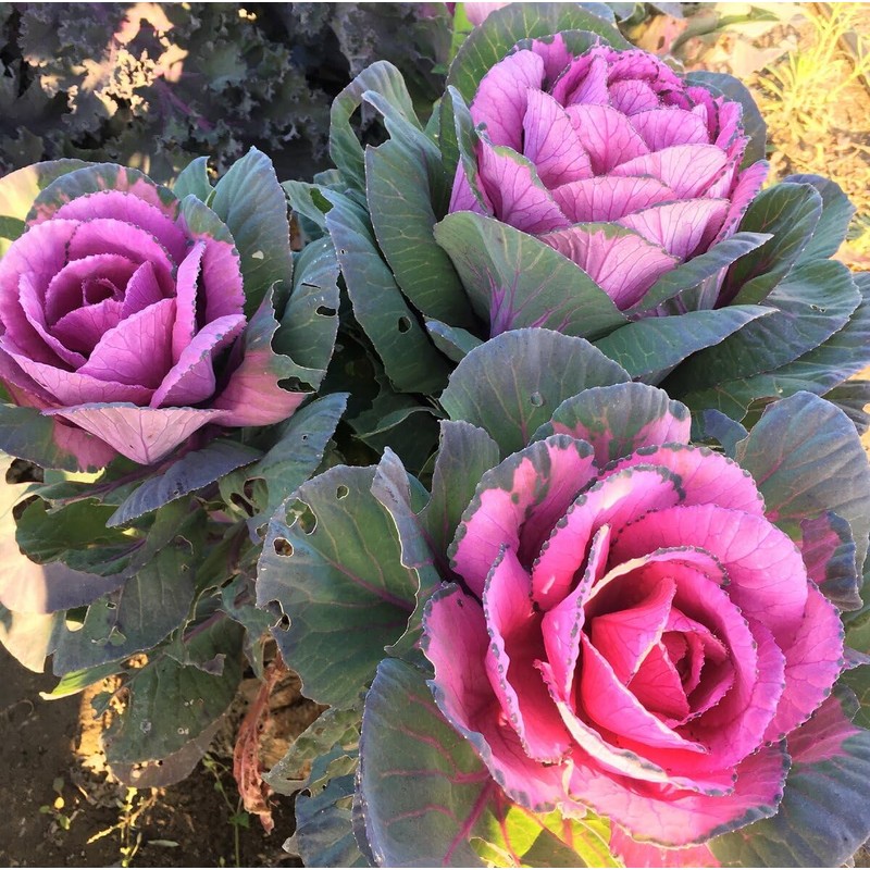 RAISE ME UP: Seeds Flowering Kale Mix Large Leaf Decorative