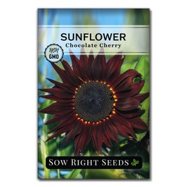 Sow Right Seeds - Chocolate Cherry Sunflower Seeds for Planting - Non-GMO Heirloom Packet with Instructions to Plant a Home Vegetable Garden