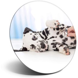 Destination Vinyl ltd Magnet for Refrigerator, Fridge - Cute Dalmatian Puppy Dog Vet for Office, Cabinet and Whiteboard, Magnetic Stickers, 2698