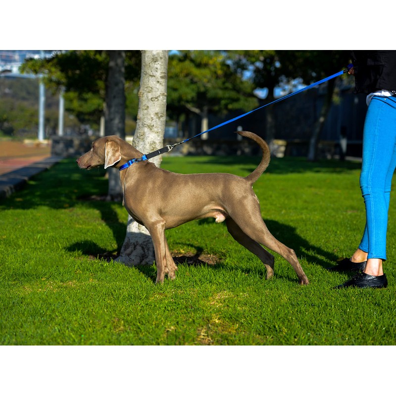 Rogz Webbed Control Obedience Dog Collar Blue Small