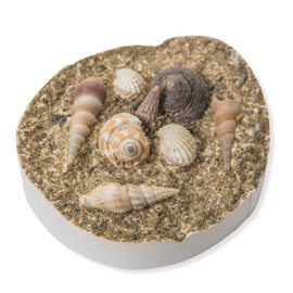 Fossil Seashell Casting Craft Kit (Pack of 24)