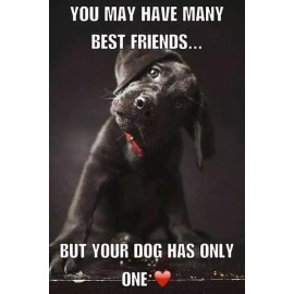 Funny dog refrigerator magnet