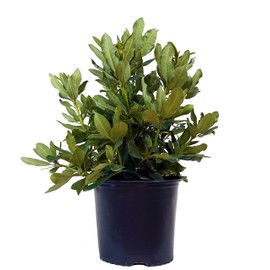 Green Promise Farms Rhododendron CAT. `NOVA ZEMBLA` Evergreen, 3 Size Container, red Flowers