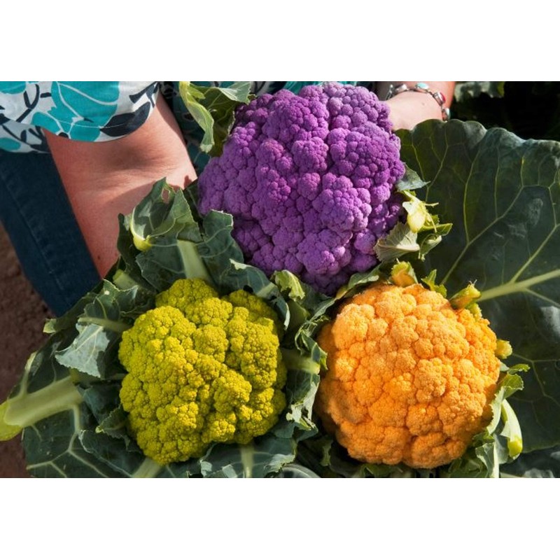 Colorful Cauliflower Mix of 5 Varieties Seeds for Planting Around