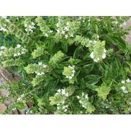 TomorrowSeeds - Lime Basil Seeds - 500+ Count - for 2025 Planting Ocimum Americanum Kemangi Bai Manglak Maenglak Thai Lemon Balm White Flower Herb Garden Non-GMO Grow Your Own Home Farm Patio Healthy