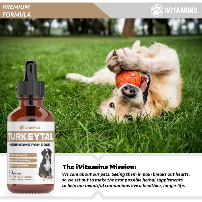 Turkey Tail Mushroom for Dogs | Helps to Boost the