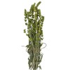 Greek Mountain Tea Mountain Tea Whole Herbal Tea Sideritis Raeseri