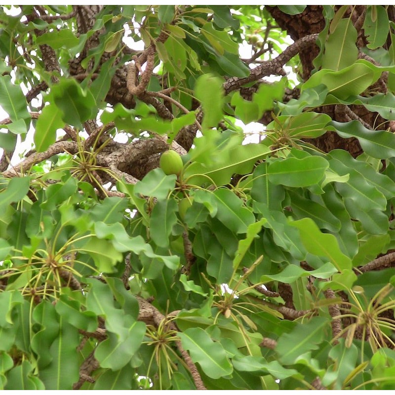 Mali Cold Pressed Shea Butter Cosmetic Ingredients Pack Unrefined (50g)