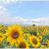 30PCS Mixed Color Sunflower Seeds for Planting Non-GMO Flower Seeds