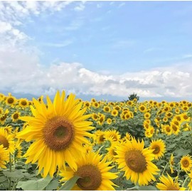 30PCS Mixed Color Sunflower Seeds for Planting Non-GMO Flower Seeds Heirloom