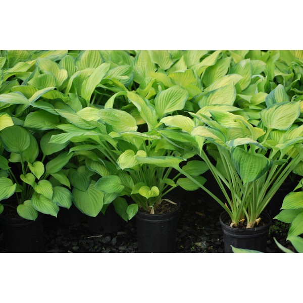 Perennial Farm Marketplace Hosta x 'Gold Standard' (Plantain Lily) Perennial,