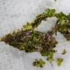 Rare! Australian Duckweed (Lemna Disperma) Floating Plant