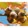 Nature Garden 50 Acorn Seeds of Red Oak Trees T83