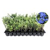 Blue Daze | 3 Live Plants | Evolvulus glomeratus |