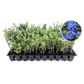 Blue Daze | 3 Live Plants | Evolvulus glomeratus | Heat Tolerant Ground Cover | Year-Round Flowering Plant for Gardens & Landscapes