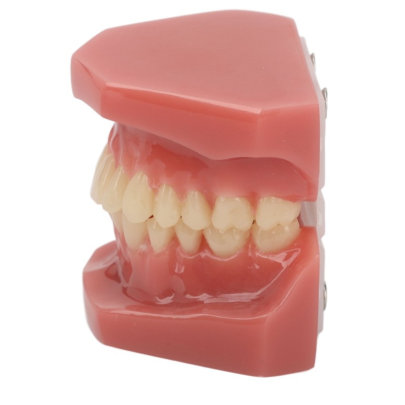 Tooth Model 28 Teeth Dental Orthodontic Model Teaching Study Supplies