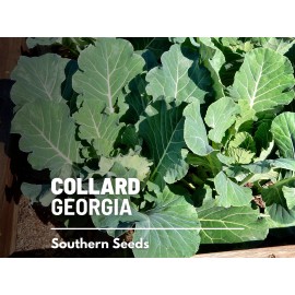 Southern Seeds Collard Greens, Georgia - 100 Seeds - Heirloom Vegetable - Open Pollinated - Non