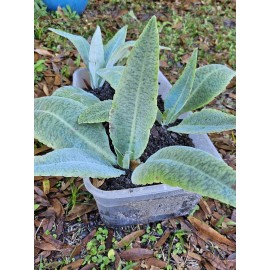 Unbranded Rare Donkey Ear Plants (Kalanchoe Gastonis-Bonnieri) 3 Baby Cuttings 2-4" Rooted
