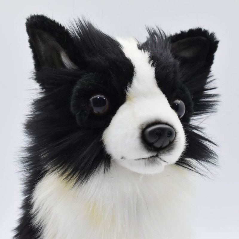 BH6504 HANSA Chihuahua 31