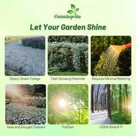 Outsidepride Perennial Dichondra Silver Falls Seed - 30 Pcs Heat & Drought-Tolerant, Low-Maintenance Ground Cover Seeds for Planting, Ideal for Container Plant, Erosion Control, & Silver Foliage