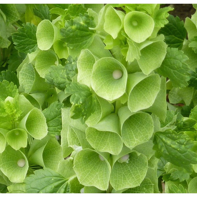 RAISE ME UP: Seeds Bells of Ireland Moluccella Shellflower Annual