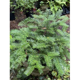 Japanese Plum Yew (Cephalotaxus harringtonia 'Prostrata')