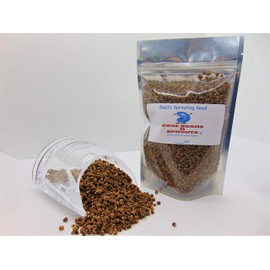 Beet Seeds for Sprouting Microgreens, 6 oz A Rich Source of Vitamins and Minerals and Health-Promoting Nutrients! COOL BEANS N SPROUTS Brand, A Small Town Family Run USA Business. Thank You!