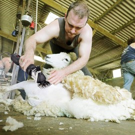 MIFXIN Electric Sheep Hair Shears Clipper Shearing Machine 450W Sheep Goat Animal Hair Scissors Cutter with 9 Teeth Straight Blade for Sheep Animal Livestock Farm Supplies 110V