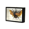 TAXIBUGS Real 5 Horned Beetle/Eupatorus Gracilicornis Flying Form Taxidermy in