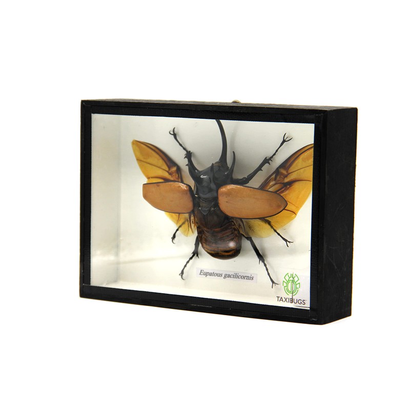 TAXIBUGS Real 5 Horned Beetle/Eupatorus Gracilicornis Flying Form Taxidermy in