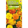 Takii Seeds Flower Seeds French Marigold Bonanza Mixed