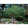 CZ Grain 2 Corkscrew Willow Trees - Live Tree Cuttings