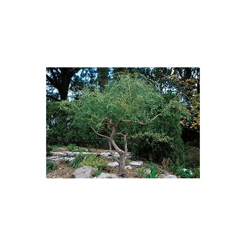 CZ Grain 2 Corkscrew Willow Trees - Live Tree Cuttings