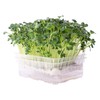 Re-usable Self-Watering Mini Microgreens Growing Trays - 2 Trays -
