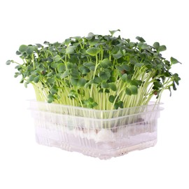 Re-usable Self-Watering Mini Microgreens Growing Trays - 2 Trays - for Any Soil or Hydroponic Microgreens Growing Kit - Grow Micro Greens, Wheatgrass, or Cat Grass - Easy Countertop Sprouting Tray