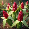 Strawberry Corn Seeds – Zea Mays | Annual | Unique