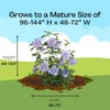 Proven Winners 2 Gal. Blue Chiffon Rose of Sharon (Hibiscus)